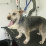Mobile Dog Grooming Cambridge