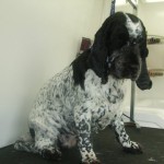 Dog Grooming Cambridge