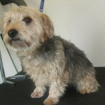 Mobile Dog Grooming Cambridge