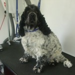Dog Grooming Cambridge