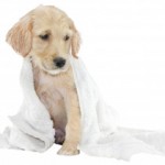 cambridge_dog_washing