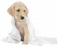 cambridge_dog_washing