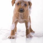 Cambridge dog grooming - mobile dog grooming