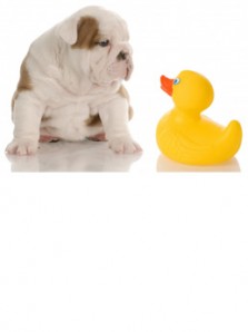 expertly_grooming_your_dog